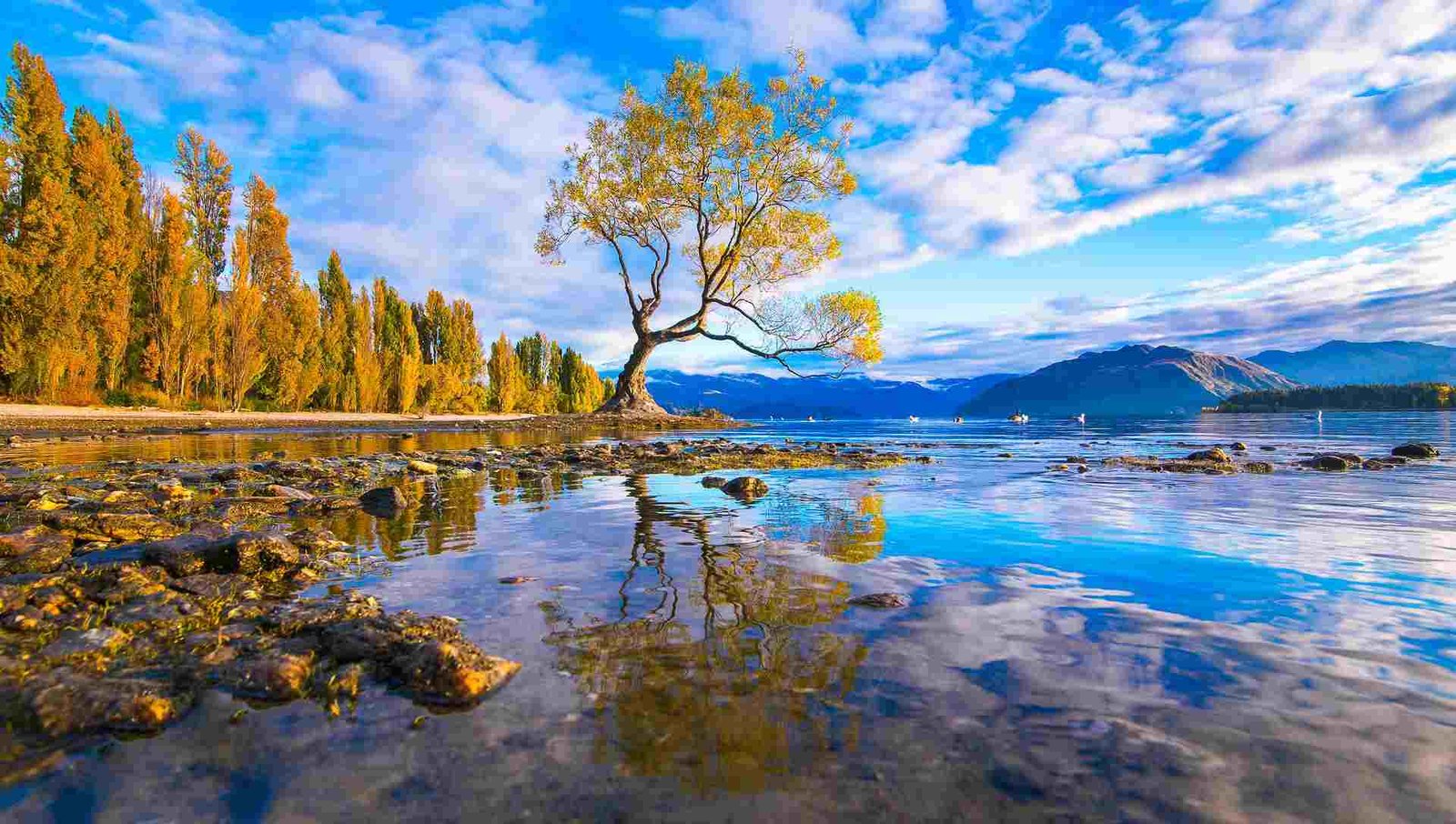 🇳🇿 New Zealand